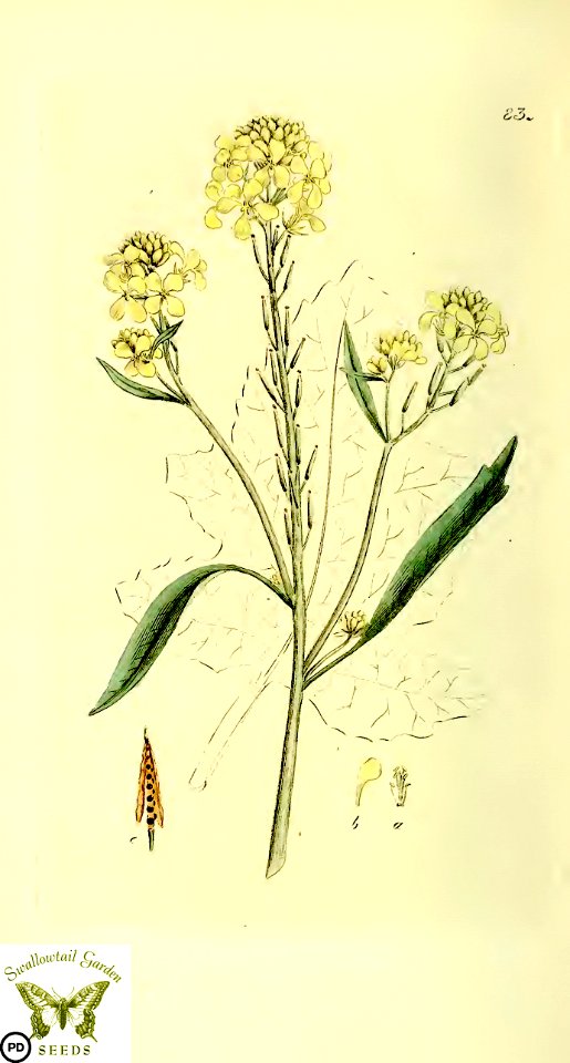 Black mustard. Brassica nigra. Svensk botanik [J.W. Palmstruch et al], vol. 2 (1803)
