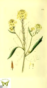 Black mustard. Brassica nigra. Svensk botanik [J.W. Palmstruch et al], vol. 2 (1803). Free illustration for personal and commercial use.