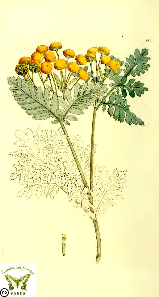 Tansy. Leucanthemum vulgare syn. Chrysanthemum vulgare.  Svensk botanik [J.W. Palmstruch et al], vol. 2 (1803)