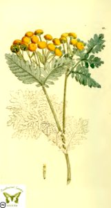 Tansy. Leucanthemum vulgare syn. Chrysanthemum vulgare. Svensk botanik [J.W. Palmstruch et al], vol. 2 (1803). Free illustration for personal and commercial use.