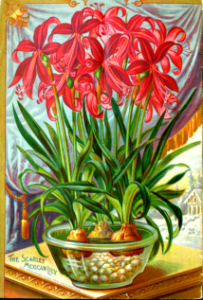 Scarlet Mexican Lily (Sprekelia formosissima-) The Dingee & Conard Co. (1897)