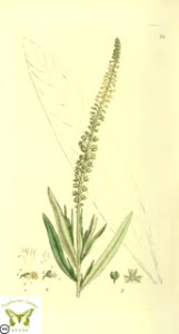 Reseda luteola. Dyer's rocket, weld mignonette, woad wild. Svensk botanik [J.W. Palmstruch et al], vol. 2 (1803). Free illustration for personal and commercial use.