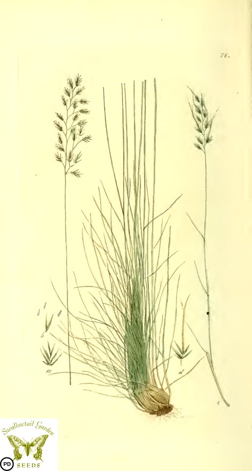 Sheep's fescue. Festuca ovina. Svensk botanik [J.W. Palmstruch et al], vol. 2 (1803)