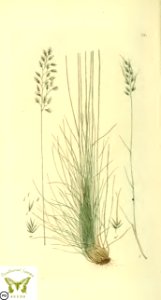Sheep's fescue. Festuca ovina. Svensk botanik [J.W. Palmstruch et al], vol. 2 (1803). Free illustration for personal and commercial use.