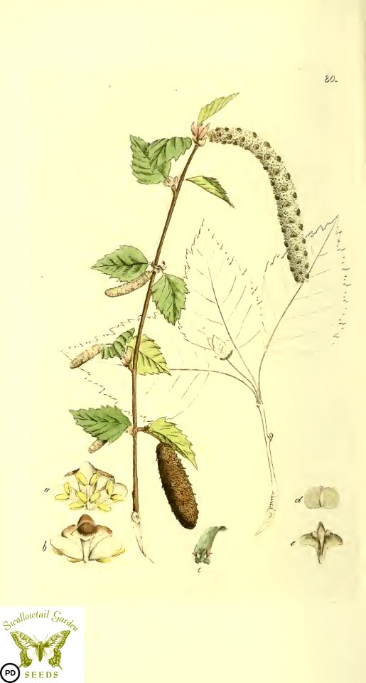 European white birch, downy birch, moor birch. Betula pubescens. Svensk botanik [J.W. Palmstruch et al], vol. 2 (1803)