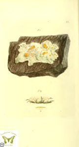 LICHEN. Svensk botanik [J.W. Palmstruch et al], vol. 2 (1803). Free illustration for personal and commercial use.