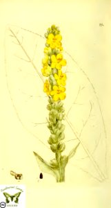 Aaron's rod, candlewick, great mullein. Verbascum thapsus. Svensk botanik [J.W. Palmstruch et al], vol. 2 (1803). Free illustration for personal and commercial use.