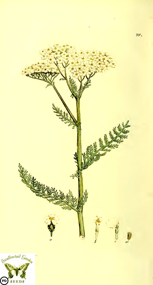 Milfoil, Common yarrow.  Achillea millefolium. Svensk botanik [J.W. Palmstruch et al], vol. 2 (1803)