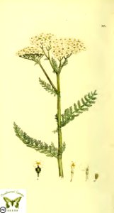 Milfoil, Common yarrow. Achillea millefolium. Svensk botanik [J.W. Palmstruch et al], vol. 2 (1803). Free illustration for personal and commercial use.
