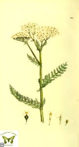 Milfoil, Common yarrow.  Achillea millefolium. Svensk botanik [J.W. Palmstruch et al], vol. 2 (1803)