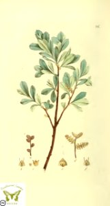 Gale, sweet gale. Myrica gale. Svensk botanik [J.W. Palmstruch et al], vol. 2 (1803). Free illustration for personal and commercial use.