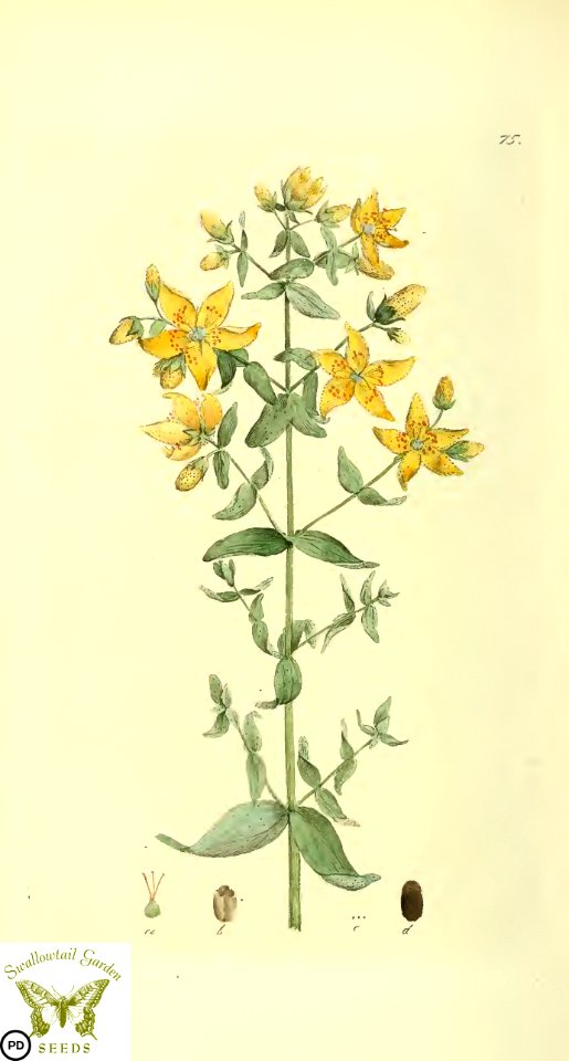 Hypericum perforatum. Svensk botanik [J.W. Palmstruch et al], vol. 2 (1803)