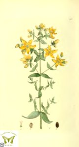 Hypericum perforatum. Svensk botanik [J.W. Palmstruch et al], vol. 2 (1803). Free illustration for personal and commercial use.