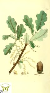 English oak. Quercus robur. Svensk botanik [J.W. Palmstruch et al], vol. 2 (1803). Free illustration for personal and commercial use.