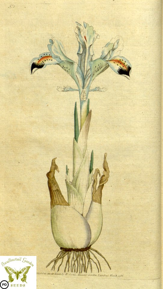 Iris persica. Botanical Magazine vol.1, J.Sowerby (1787)