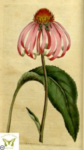 Purple coneflower. Echinacea purpurea. Botanical Magazine vol.1, J.Sowerby (1787)