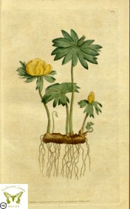 Eranthis hyemalis. Botanical Magazine vol.1, J.Sowerby (1787). Free illustration for personal and commercial use.