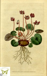 Cyclamen coum. Botanical Magazine vol.1, J.Sowerby (1787)
