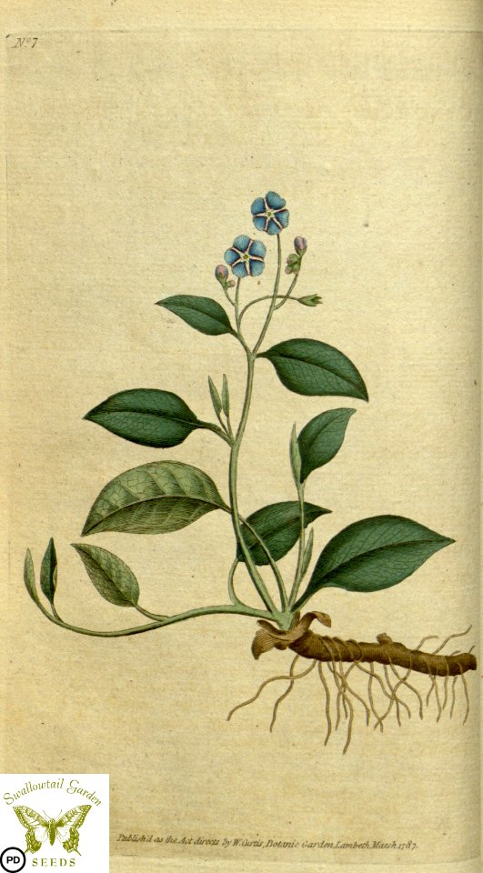 Omphalodes verna. Botanical Magazine vol.1, J.Sowerby (1787)
