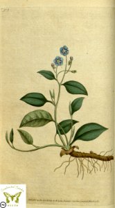 Omphalodes verna. Botanical Magazine vol.1, J.Sowerby (1787)