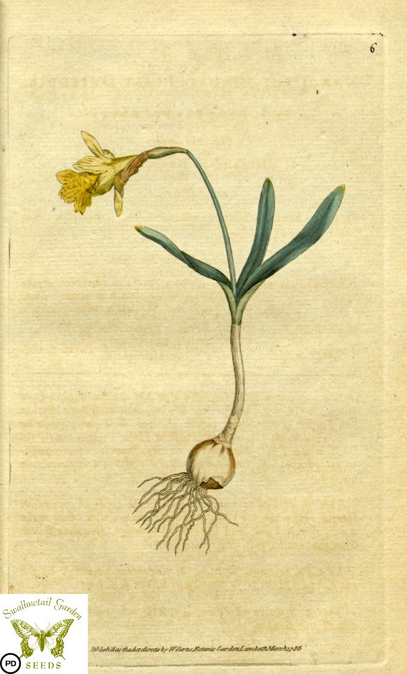 Narcissus pseudonarcissus. Botanical Magazine vol.1, J.Sowerby (1787)