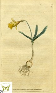 Narcissus pseudonarcissus. Botanical Magazine vol.1, J.Sowerby (1787). Free illustration for personal and commercial use.