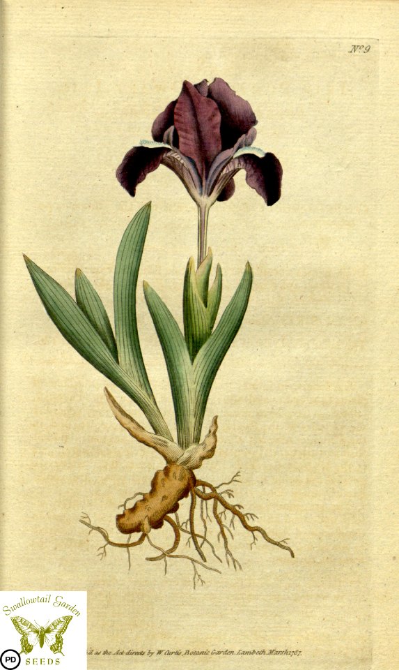 Iris pumila. Botanical Magazine vol.1, J.Sowerby (1787)