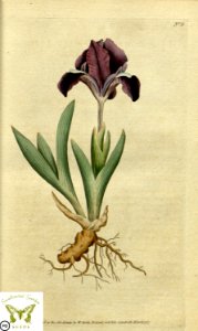 Iris pumila. Botanical Magazine vol.1, J.Sowerby (1787). Free illustration for personal and commercial use.