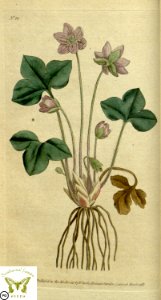 Common hepatica, liverwort, kidneywort, pennywort. Anemone hepatica. Botanical Magazine vol.1, J.Sowerby (1787). Free illustration for personal and commercial use.