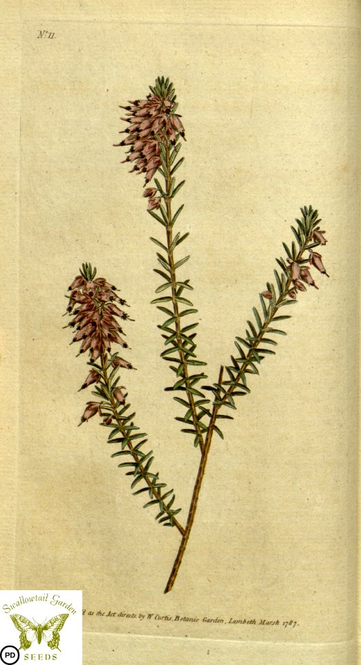 Erica herbacea. Botanical Magazine vol.1, J.Sowerby (1787)