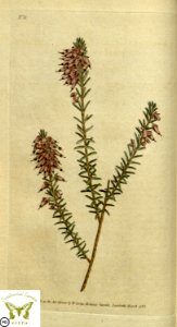 Erica herbacea. Botanical Magazine vol.1, J.Sowerby (1787). Free illustration for personal and commercial use.