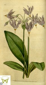 Dodecatheon meadia. Botanical Magazine vol.1, J.Sowerby (1787). Free illustration for personal and commercial use.