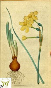 Jonquil. Narcissus jonquilla.  Botanical Magazine vol.1, J.Sowerby (1787)