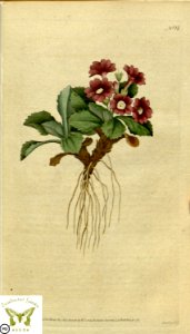 Primula villosa. Botanical Magazine vol.1, J.Sowerby (1787). Free illustration for personal and commercial use.