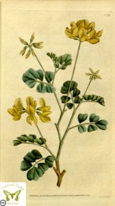 Coronilla valentina. Botanical Magazine vol.1, J.Sowerby (1787). Free illustration for personal and commercial use.