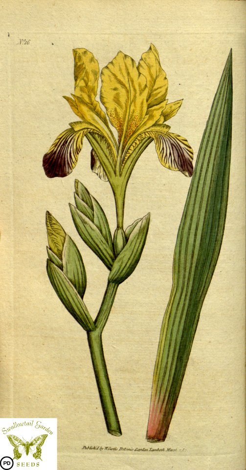Iris variegata. Botanical Magazine vol.1, J.Sowerby (1787)