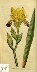 Iris variegata. Botanical Magazine vol.1, J.Sowerby (1787). Free illustration for personal and commercial use.