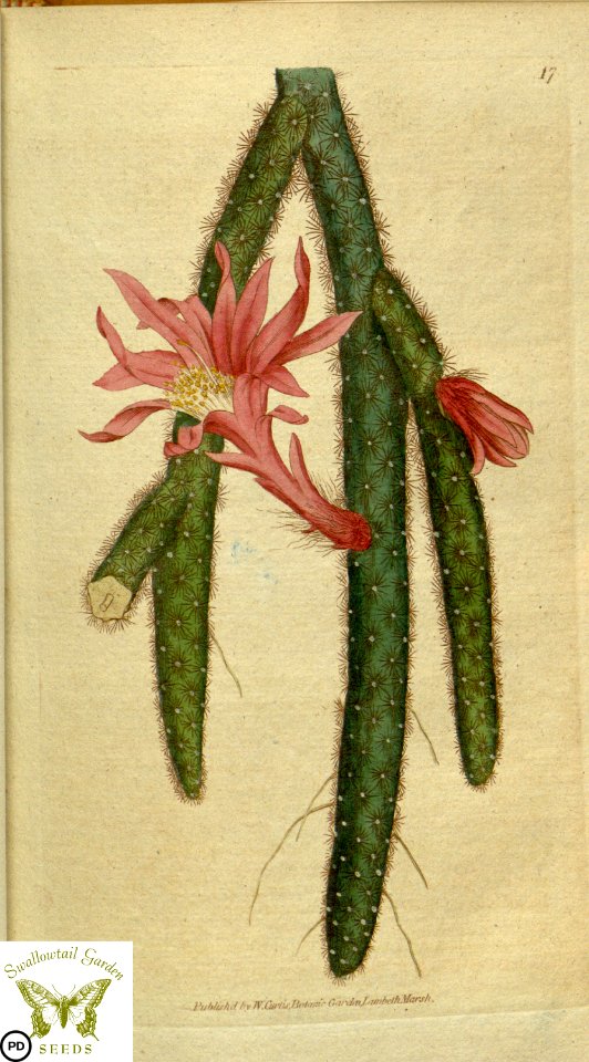 Disocactus flagelliformis. Botanical Magazine vol.1, J.Sowerby (1787)