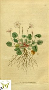 Erodium reichardii. Botanical Magazine vol.1, J.Sowerby (1787). Free illustration for personal and commercial use.