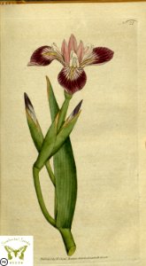 Iris versicolor. Botanical Magazine vol.1, J.Sowerby (1787). Free illustration for personal and commercial use.