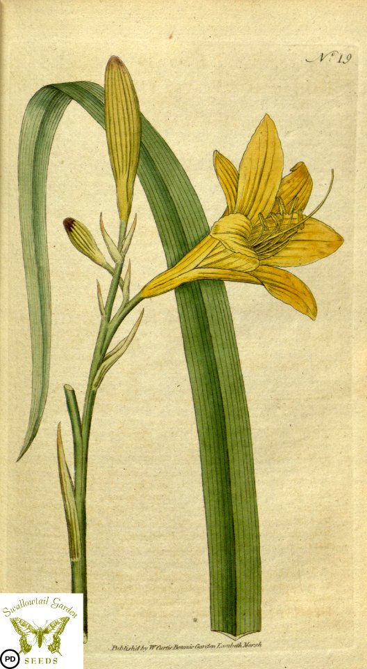 Hemerocallis lilioasphodelus. Botanical Magazine vol.1, J.Sowerby (1787)