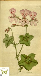 Ivy geranium. Pelargonium peltatum. Botanical Magazine vol.1, J.Sowerby (1787). Free illustration for personal and commercial use.