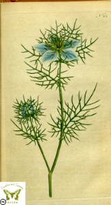 Nigella damascena. Botanical Magazine vol.1, J.Sowerby (1787). Free illustration for personal and commercial use.