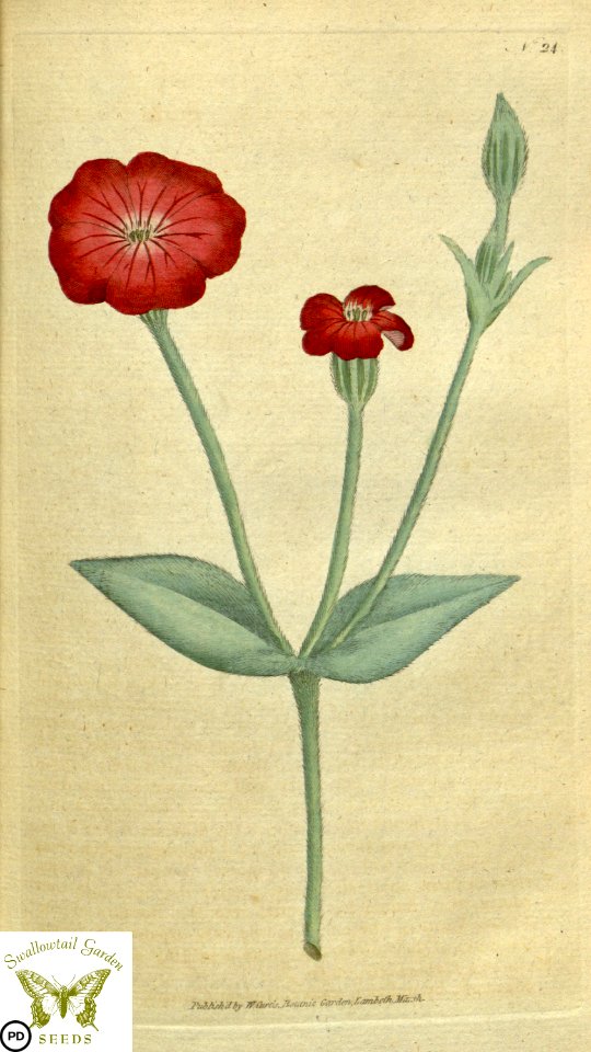 Silene coronaria. Botanical Magazine vol.1, J.Sowerby (1787)