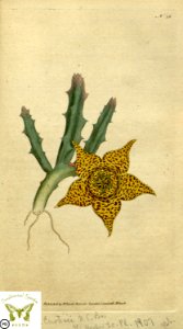 Stapelia variegata. Botanical Magazine vol.1, J.Sowerby (1787). Free illustration for personal and commercial use.