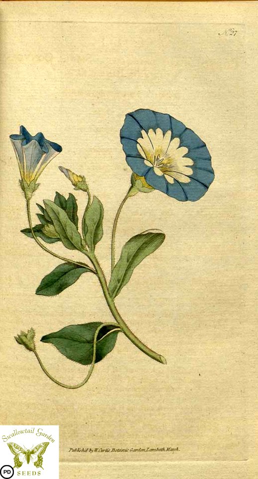 Convolvulus tricolor.Botanical Magazine vol.1, J.Sowerby (1787)