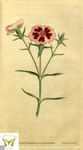 Dianthus chinensis. Botanical Magazine vol.1, J.Sowerby (1787). Free illustration for personal and commercial use.