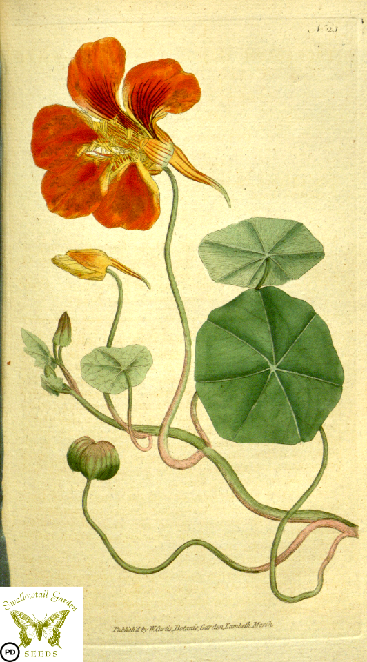 Tropaeolum majus. Botanical Magazine vol.1, J.Sowerby (1787)