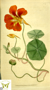 Tropaeolum majus. Botanical Magazine vol.1, J.Sowerby (1787). Free illustration for personal and commercial use.