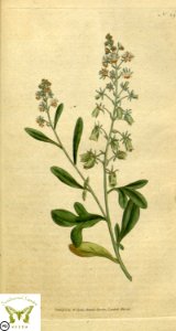 Mignonette. Reseda odorata.  Botanical Magazine vol.1, J.Sowerby (1787)